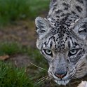 slides/_MG_5793.jpg wildlife, feline, big cat, cat, predator, fur, snow, leopard, spot, eye WBCS26 - Snow Leopard